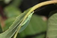 Une Chrysope (Neuroptre - Chrysopidae - Chrysoperla sp.)